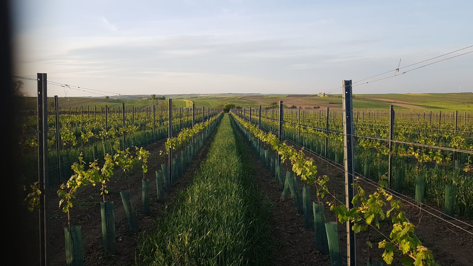 Austria_Vineyard_1e1119ea-c7fc-416e-8854-b2a5a225d8bd.jpg