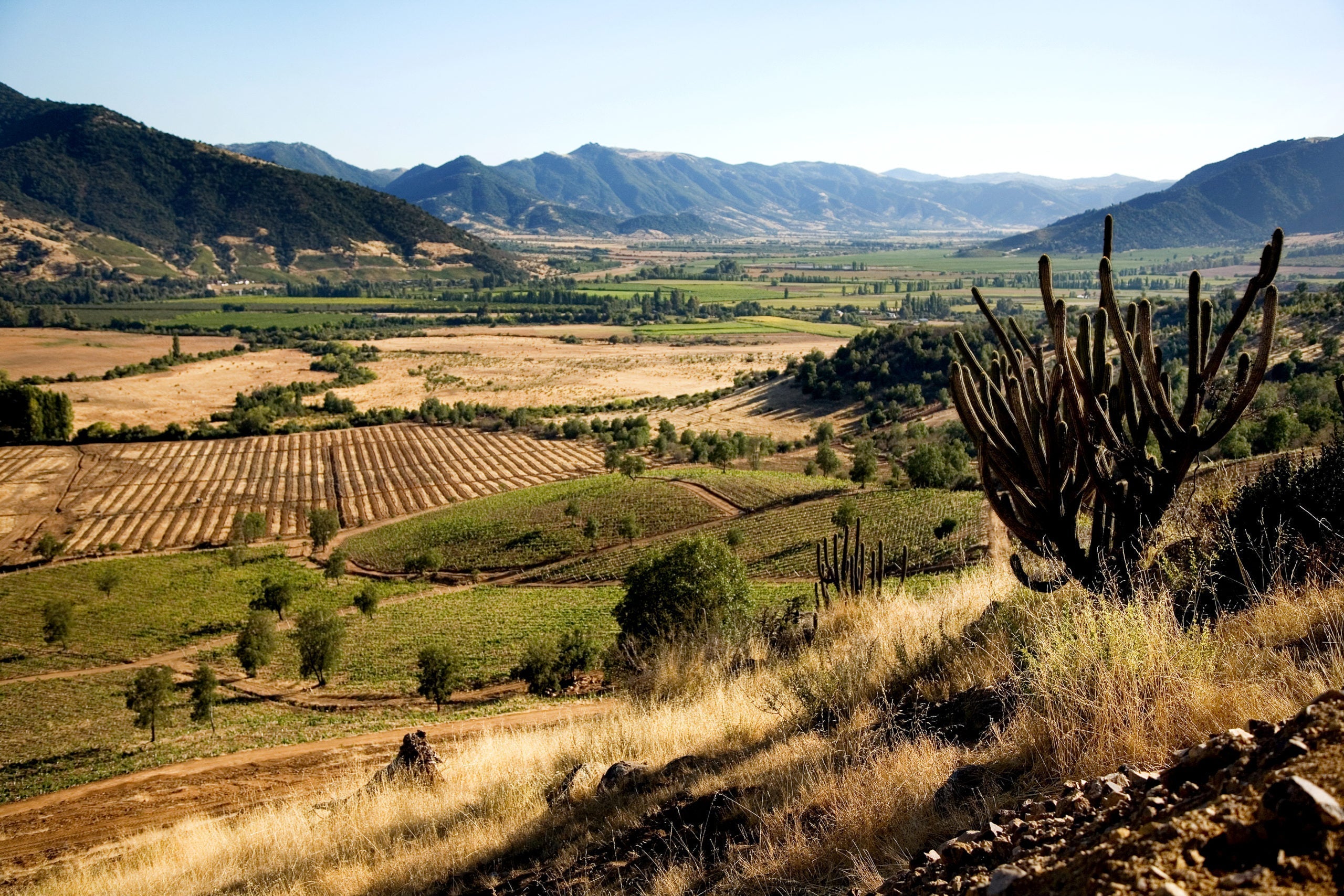 Our Kind of Wild Way of Organic Winemaking