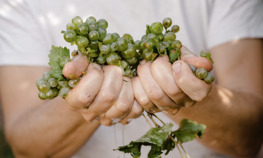 Vegan Wine: 3 Top Reasons to Switch
