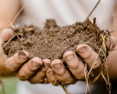 Digging into Terroir: The Importance of Soil Health
