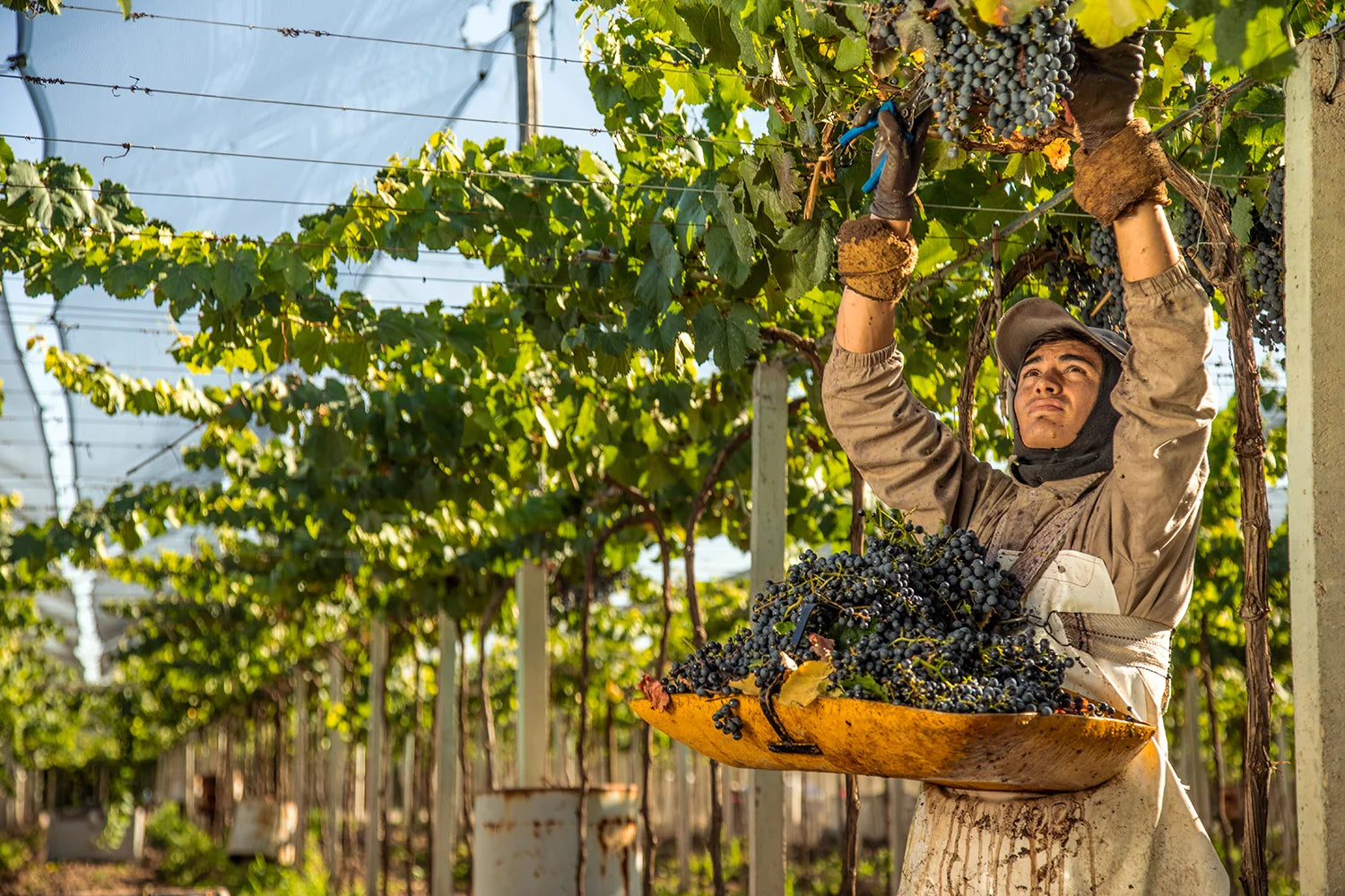 Supporting Organic Growers