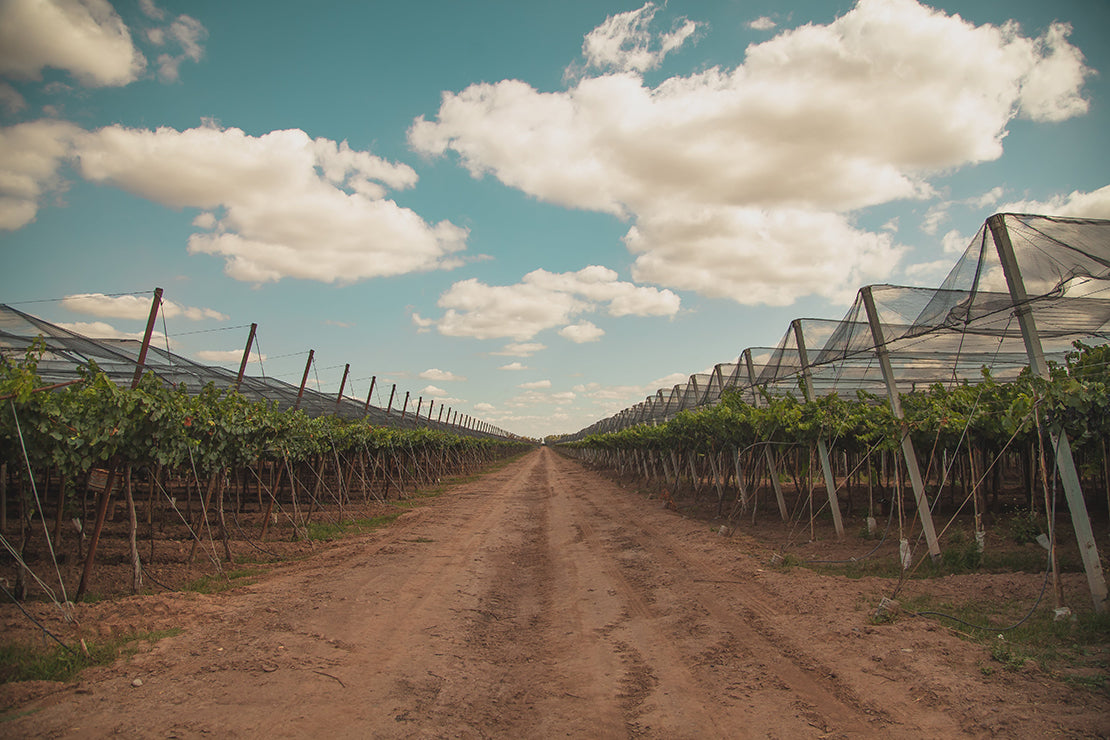 Santa_Rosa_Vineyard_ARG-min.jpg